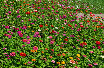 Field with multi coloured bloom flowers of zinnia Flower in the North park, Sofia, Bulgaria  