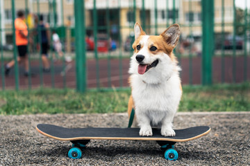 Joyful dog welsh corgi pembroke riding a skateboard on the street