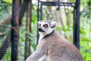 lemur catta - portrait of the animal.2
