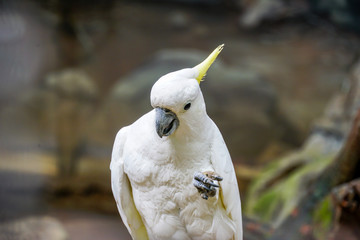 Cockatoo - portrait of the animal.