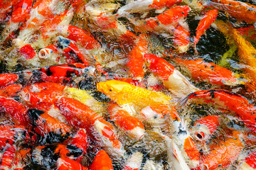 Colorful fish or carp or fancy carp, Fancy carp swimming at pond.4