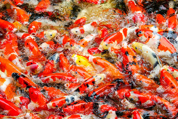 Colorful fish or carp or fancy carp, Fancy carp swimming at pond.2