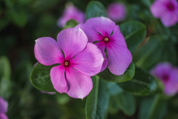 purple flower in the garden