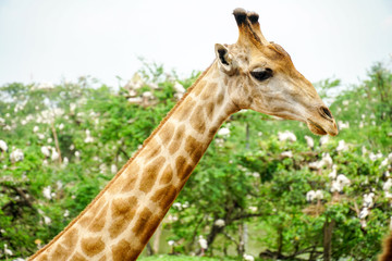 A giraffe looking and listening.2