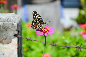 Butterfly in flower and barbed wire