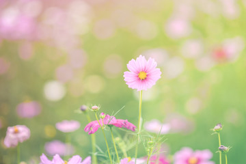 Beautiful pink and colorful pastel flower field,blur flowers  for background