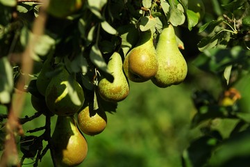 Pears in a pear tree
