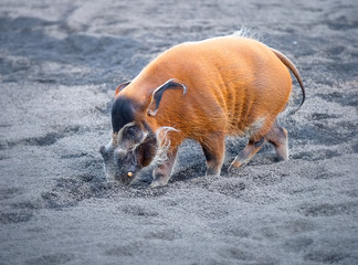 Potamoquero Rojo de la sabana africana
