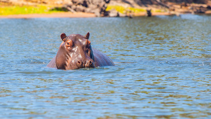 Fototapeta na wymiar African hippopotamus hidden in the water. Dangerous hippo in natural habitat of Chobe River, Botswana, Africa