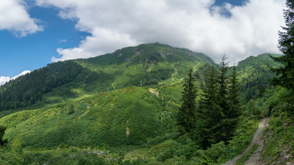 Beautiful green nature landscape of trees and forests in rural areas of Blacksea region, Artvin, Turkey