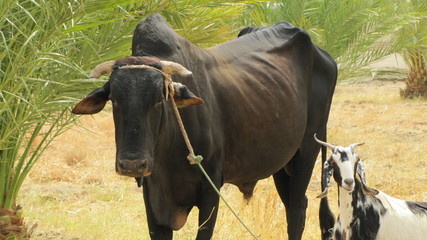 Kuh und Ziege in Sudan, Afrika
