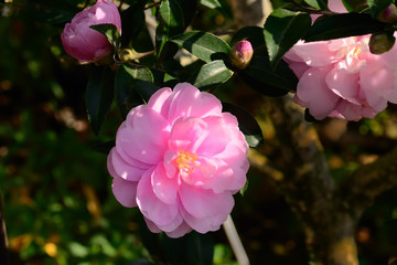 Flowering pink camellia, Japan.