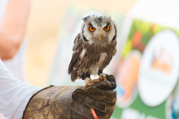 Birds of prey
