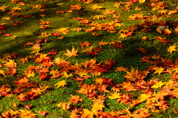 Autumn foliage, Kyoto Japan.