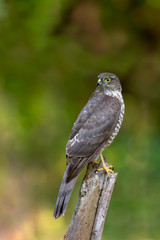  Sparviere (Accipiter nisus)