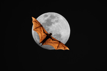 flying bat against the moon.