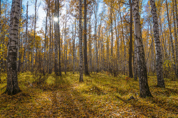 Beautiful autumn landscape of the birch forest on sunny day