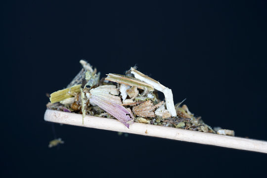 The clary sage is in the dried state very well as a spice for smoking meat and fish
