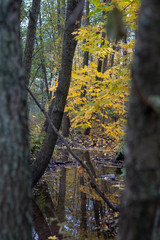 Creek in autumn
