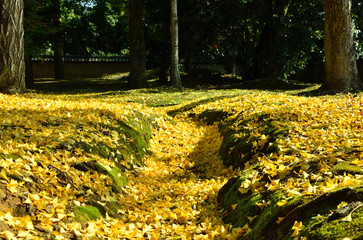 落葉　イチョウ、黄色の絨毯　日本