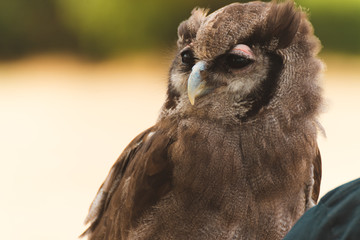 Birds of prey