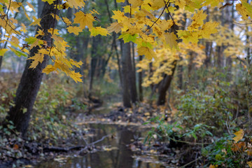 Creek in autumn