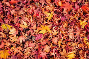 colorful autumn leaves 