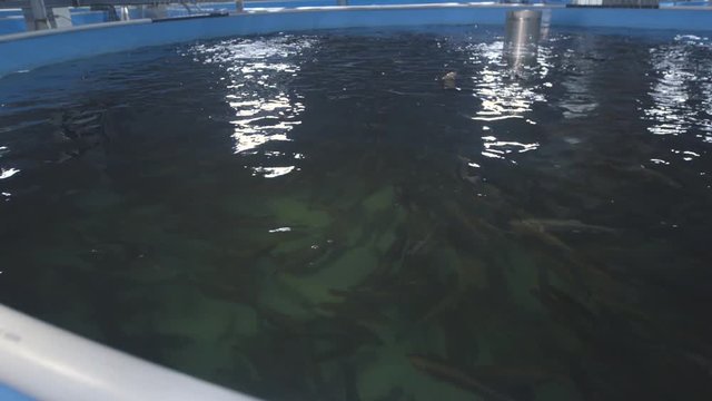 Fish farming for growing fish