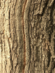 Texture of the tree bark

