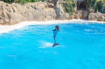 one dolphin is jumping over the blue water
