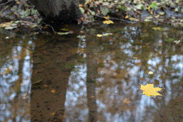 maple leaf floating