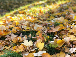 Fall leaves on the grass with sun rays
