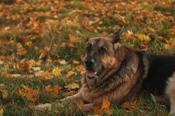 old  sad shepherd lying on the leaves