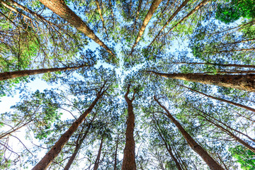 pine tree ans morning light angle view