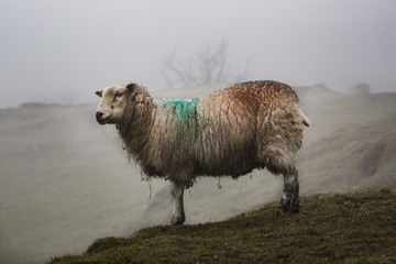 Sheep in a moody surround, foggy and grim