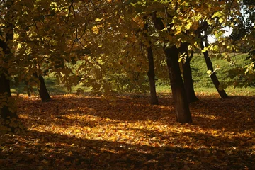 Fotobehang Chocoladebruin beautiful foggy  autumn landscape  © Jane