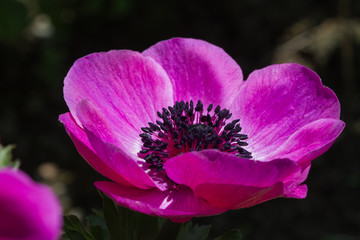 Naklejka premium Blüte einer Anemone in pink mit schwarzen Staubfäden in Großaufnahme