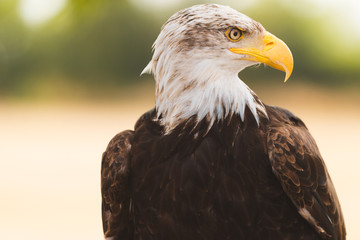 Fototapeta premium American Bald Eagle