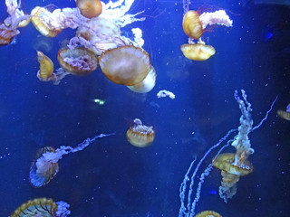  Méduses, Aquarium de Boulogne sur Mer
