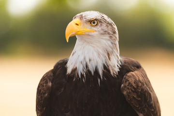 American Bald Eagle