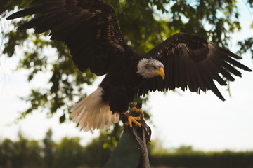 American Bald Eagle