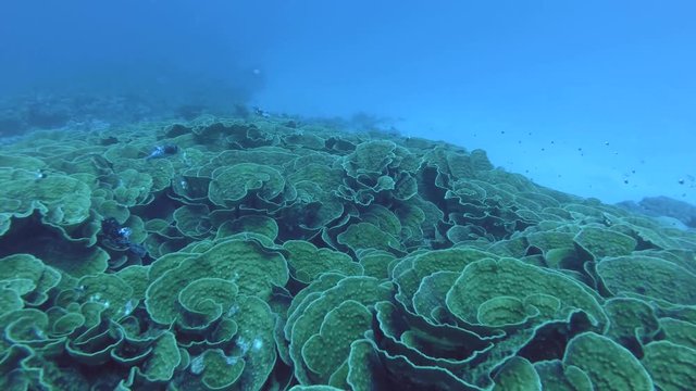 Large coral colonies Mycedium - Red Sea, Marsa Alam, Egypt   