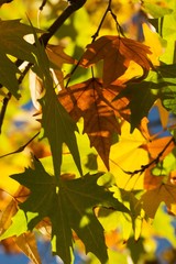 Fall maple leaves