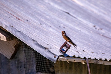 Close view of a swallow sitting on a barn roof