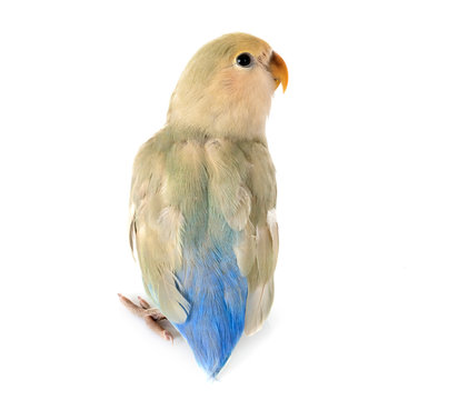 Lovebird in studio