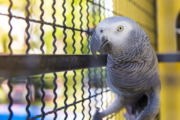 African Grey  Parrots  in  cage.