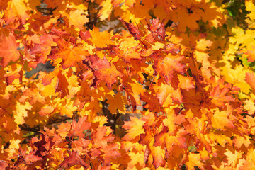Naklejka na ściany i meble autumn landscape with orange leaves