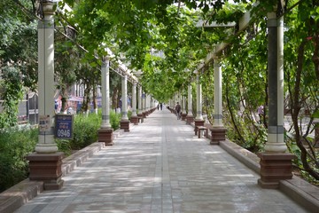 Street with pillars and grape plants in Turpan Xinjiang,