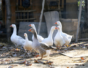 Goose and ducks live peacefully in the poultry farm rural scene