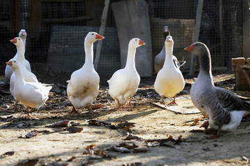 Goose and ducks live peacefully in the poultry farm rural scene